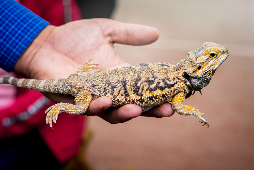 De ce să alegi tâmplăria Salamander